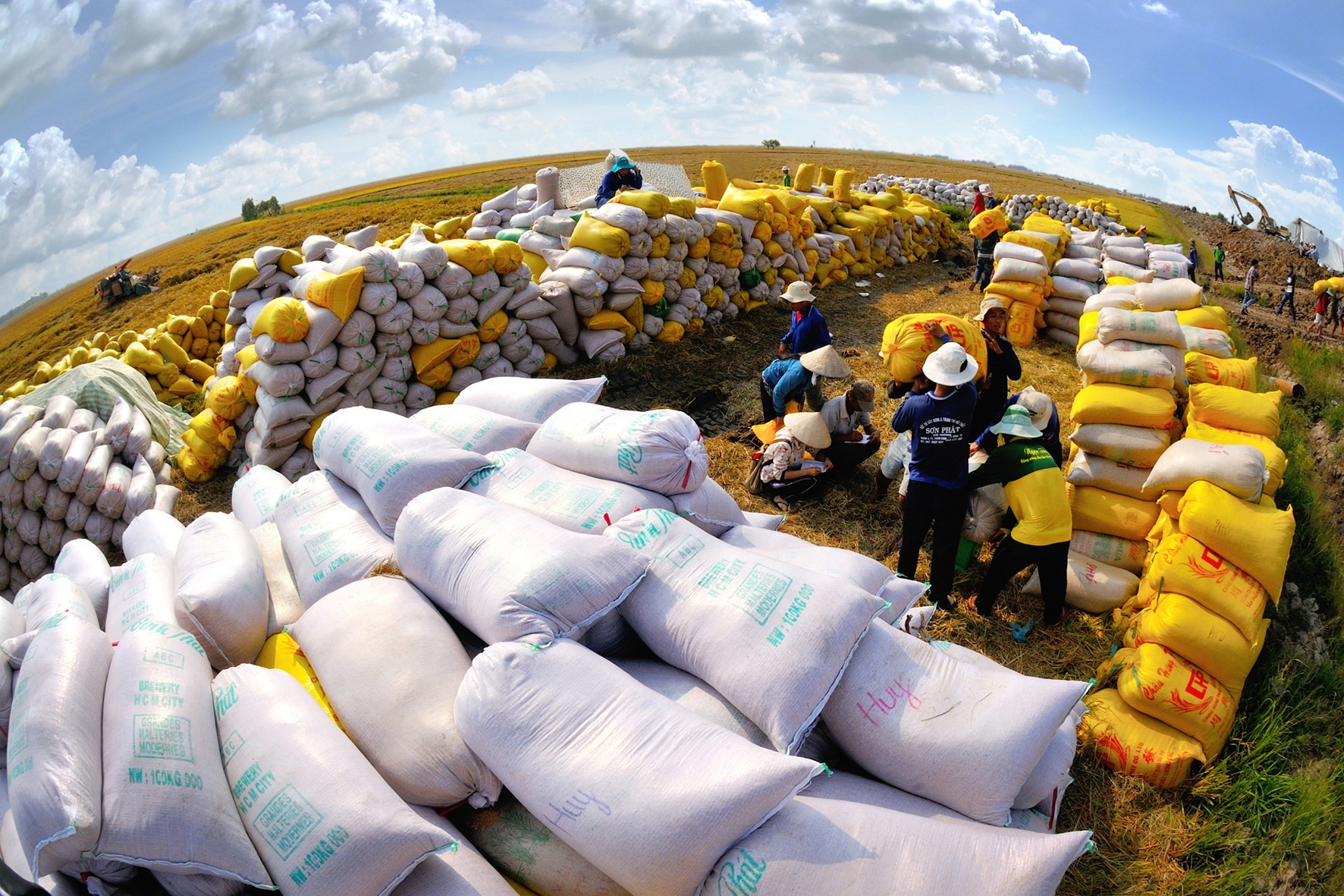 Việt Nam đẩy mạnh cung lương thực ra thế giới