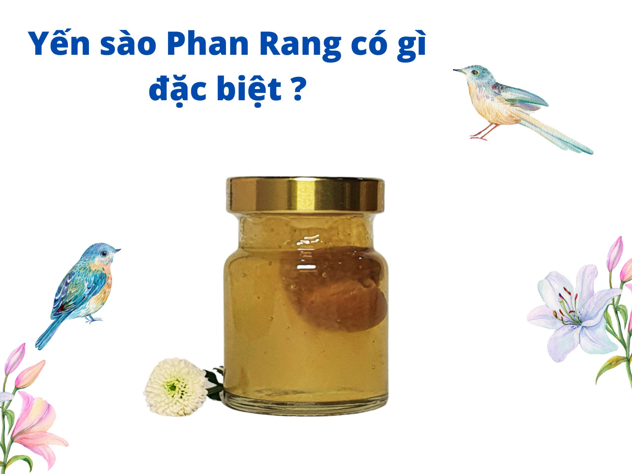 Yến sào Phan Rang có gì đặc biệt?